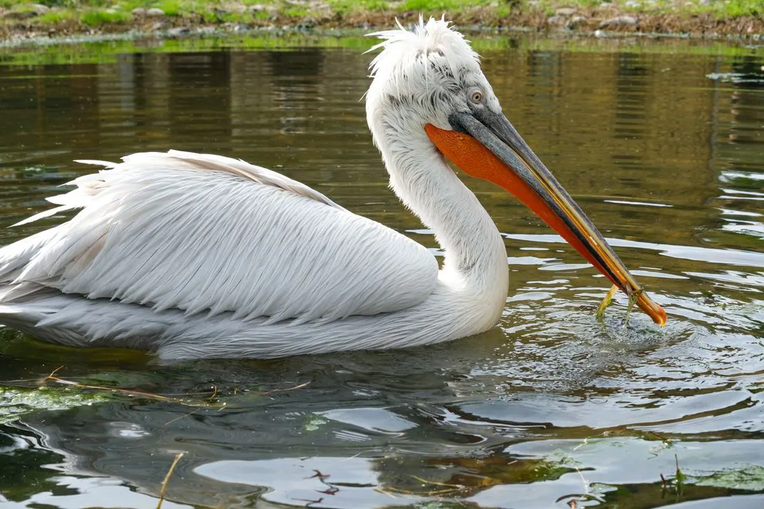 Divjakë & Karavasta Lagoon Day Tour